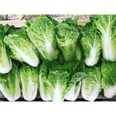 Petchay Baguio (Chinese white cabbage)