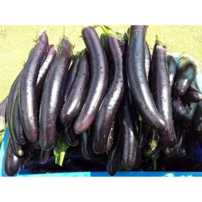 Talong (Egg Plant)