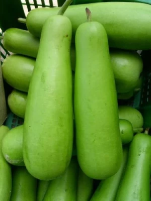 UPO (bottle gourd)