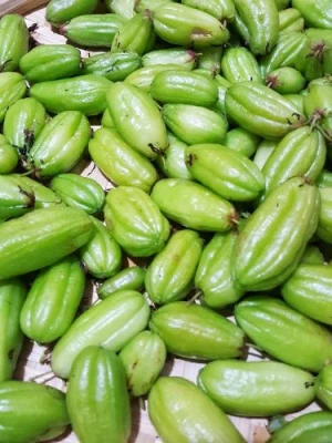 Kamias (Averrhoa bilimbi)