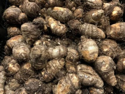 Gabi Small (Small Taro)