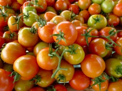 Kamatis (Tomato)